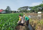 Bhabinkamtibmas Desa Glonggong Ajak Warga Optimalkan Pekarangan dan Sawah untuk Dukung Ketahanan Pangan