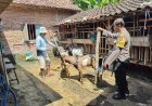 Bhabinkamtibmas Desa Nglanduk Dorong Pemanfaatan Pekarangan untuk Peternakan Kambing Dukung Ketahanan Pangan