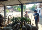 Bhabinkamtibmas Desa Kedungjati Tinjau Peternakan Kambing dan Dorong Pemanfaatan Lahan untuk Ketahanan Pangan