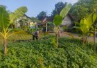 Bhabinkamtibmas Polsek Pilangkenceng Kunjungi warga Desa Kedungrejo, Dukung Program Ketahanan Pangan Nasional